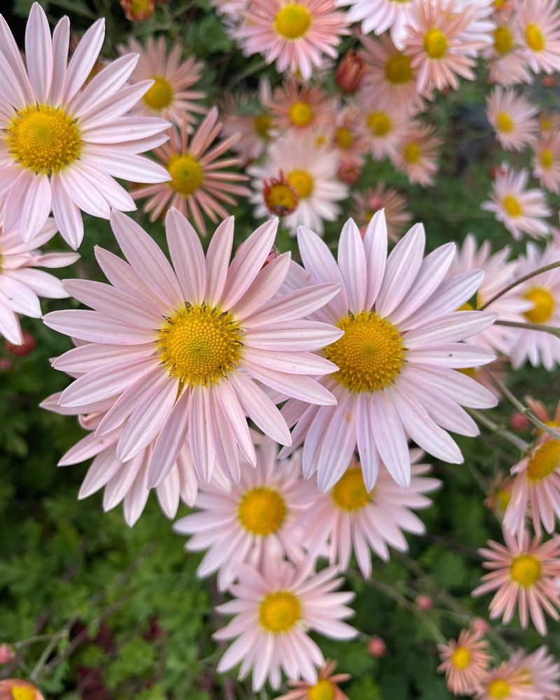 Pyrethrum Daisy