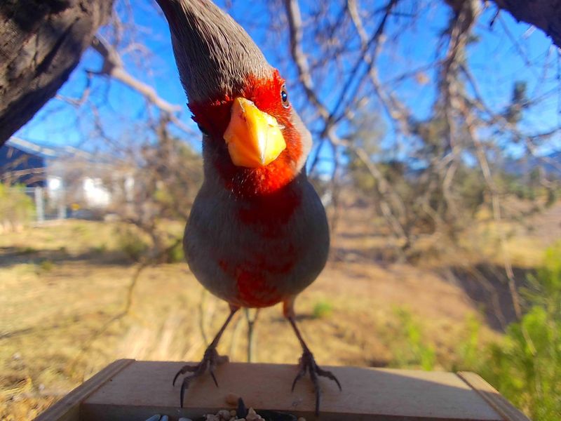 Pyrrhuloxia