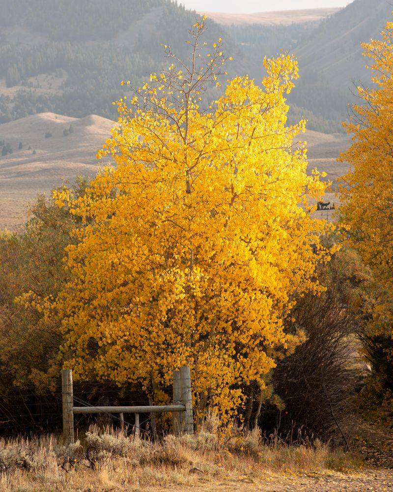 Quaking Aspen