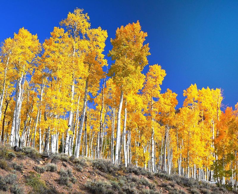 Quaking Aspen