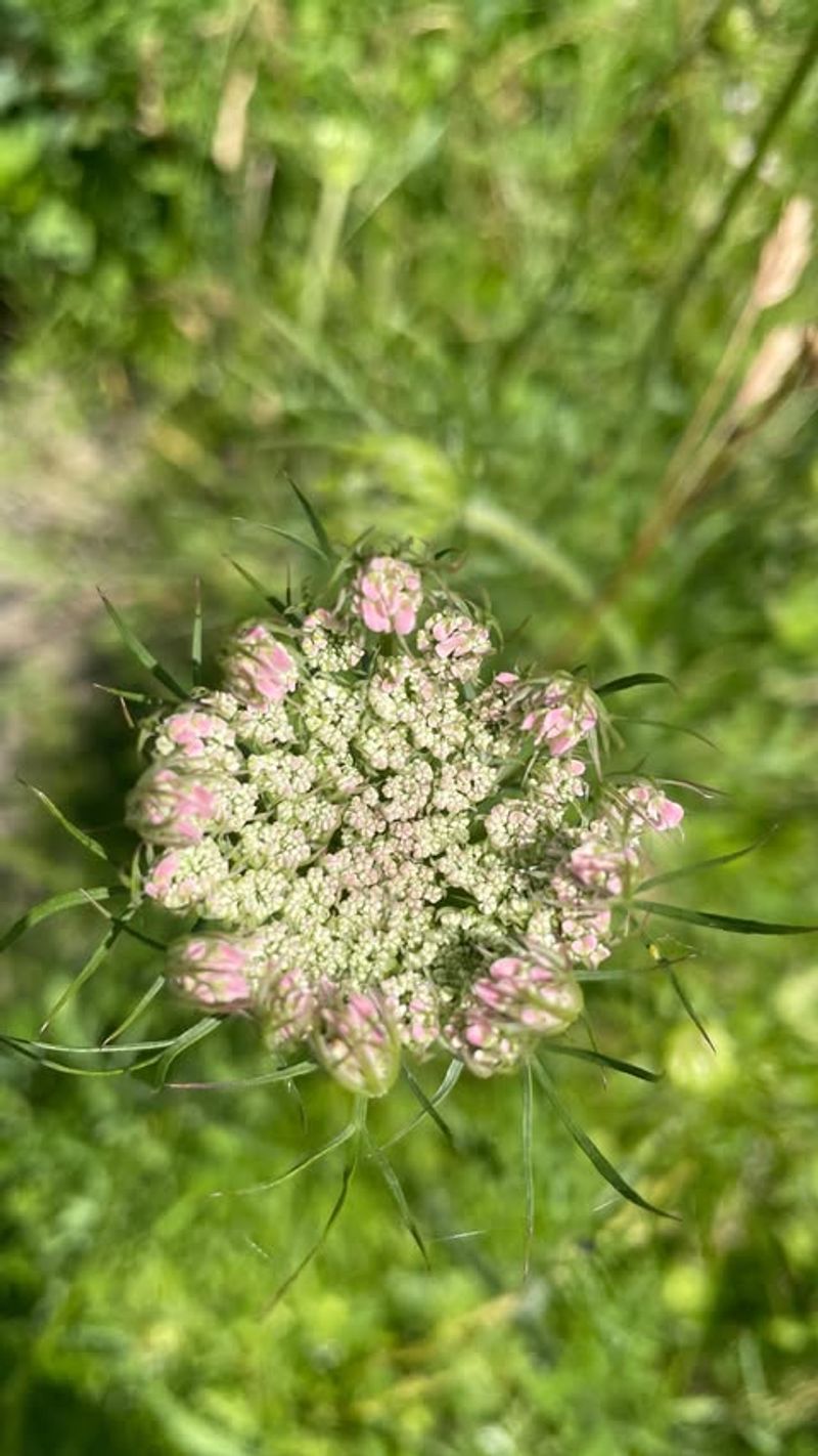 Queen Anne's Lace