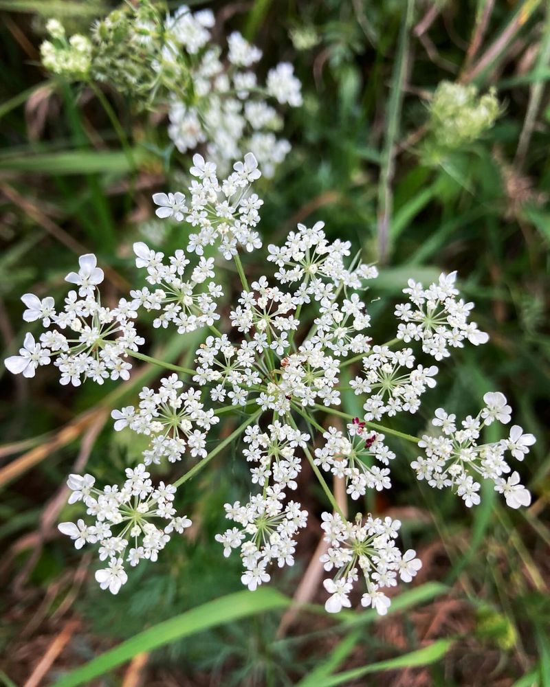 Queen Anne's Lace