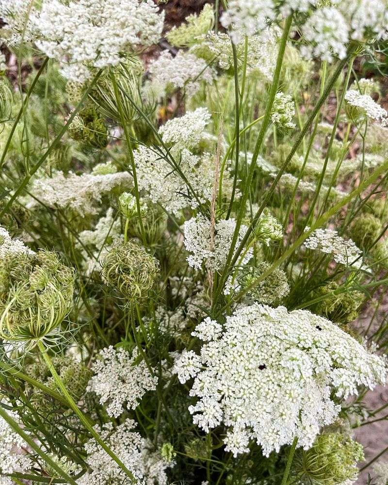 Queen Anne's Lace