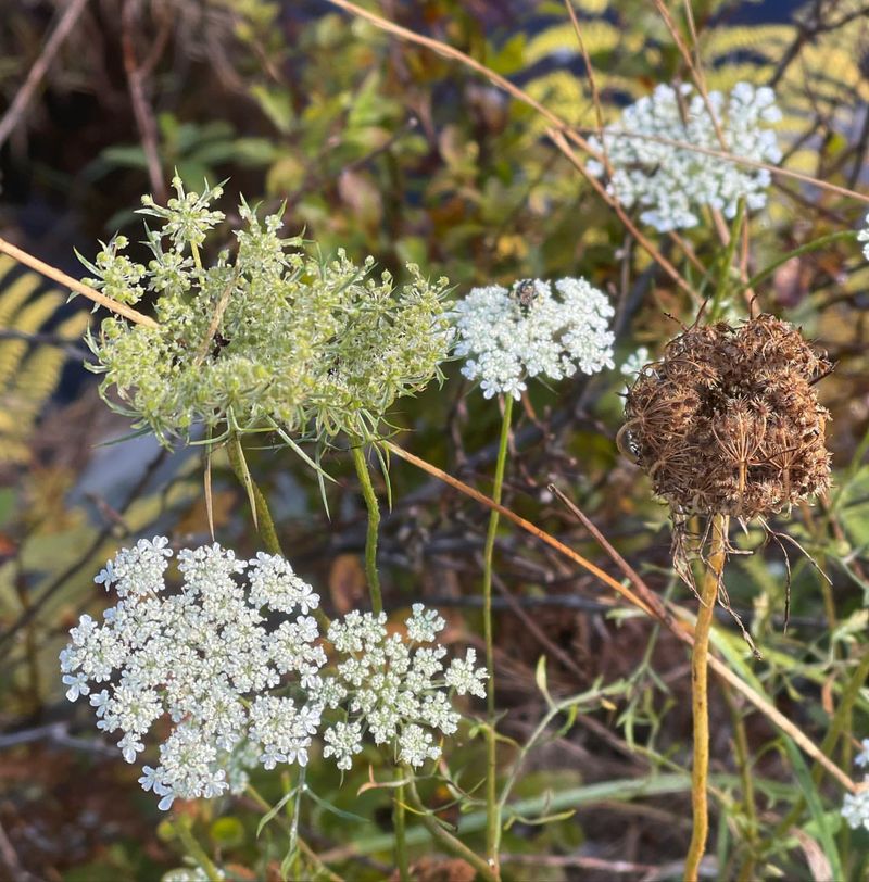 Queen Anne's Lace