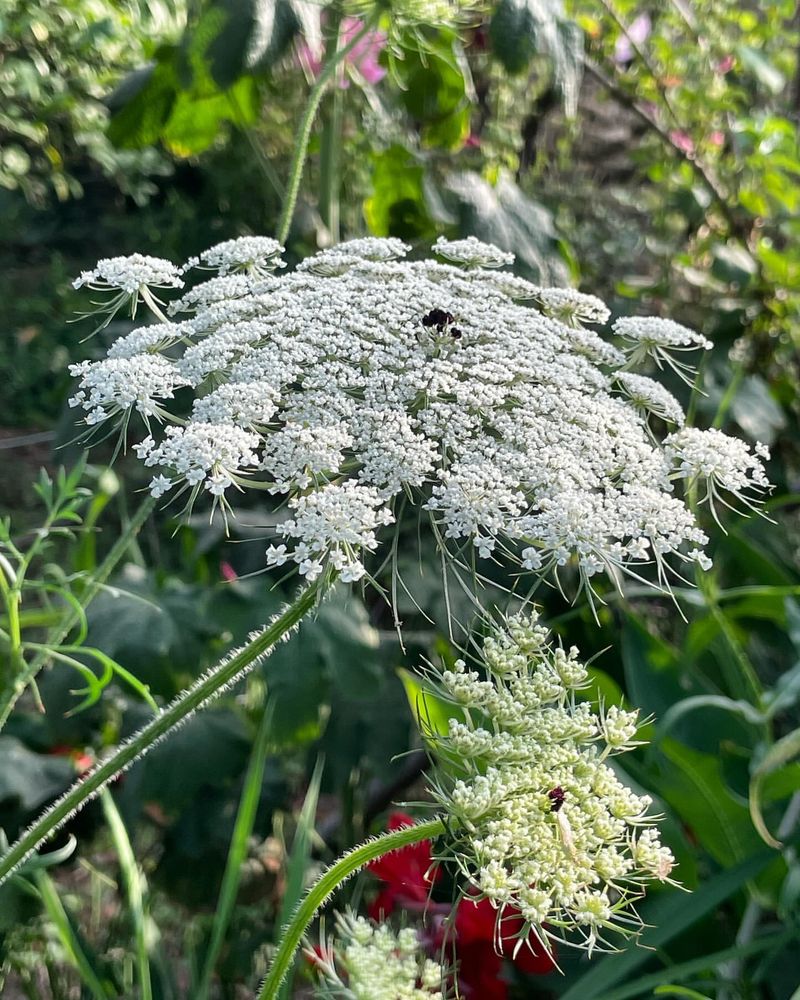 Queen Anne's Lace