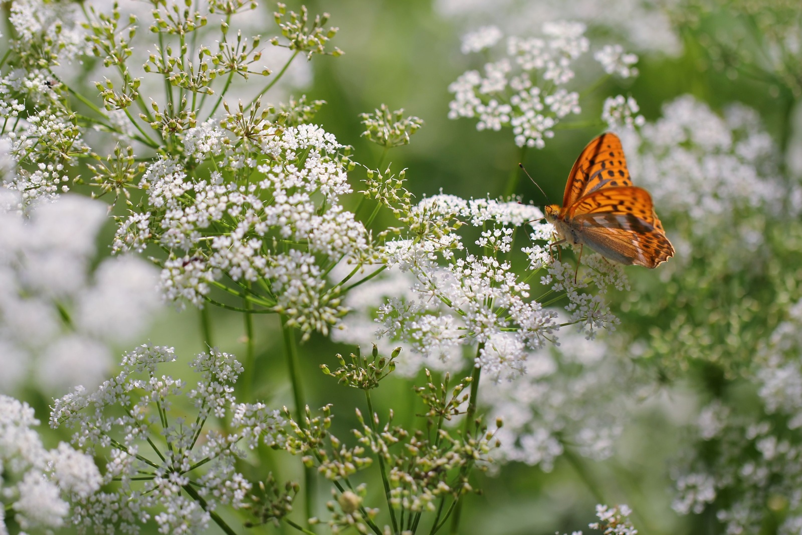 Queen Anne’s Lace