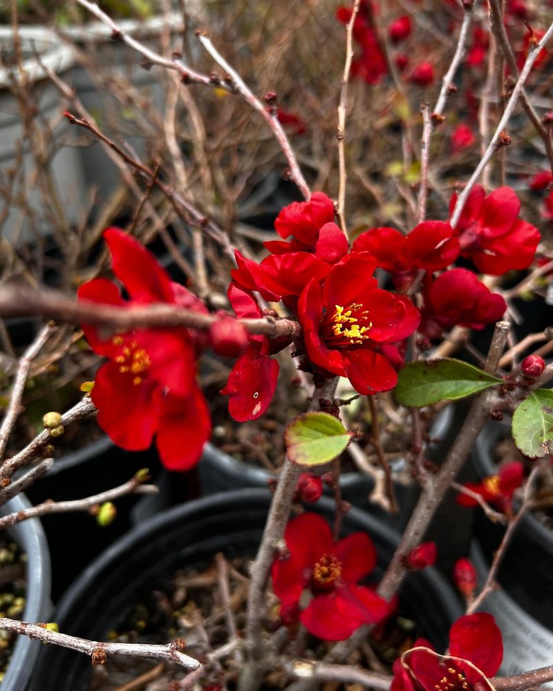 Quince Shrub