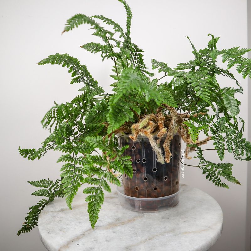 Rabbit's Foot Fern