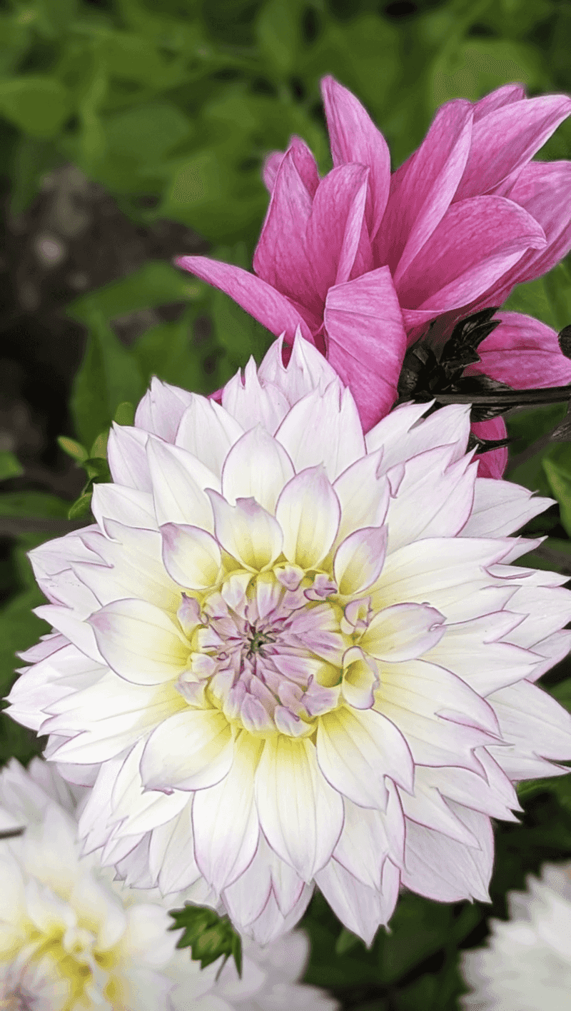 Radiant Ranunculus