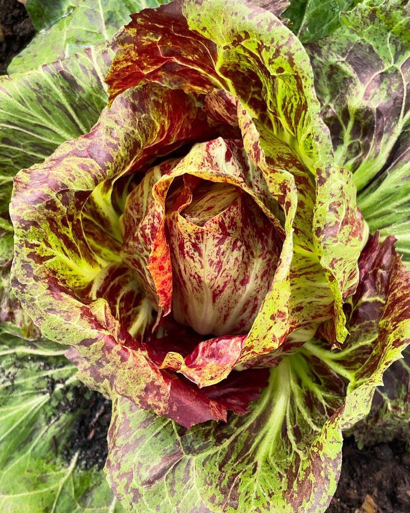 Radicchio