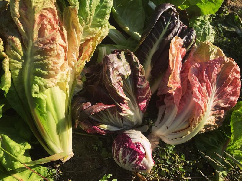 Radicchio