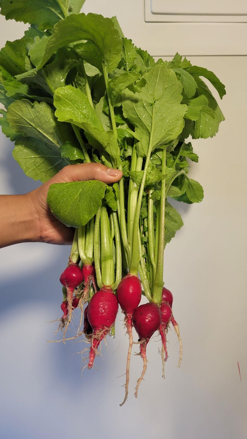 Radish