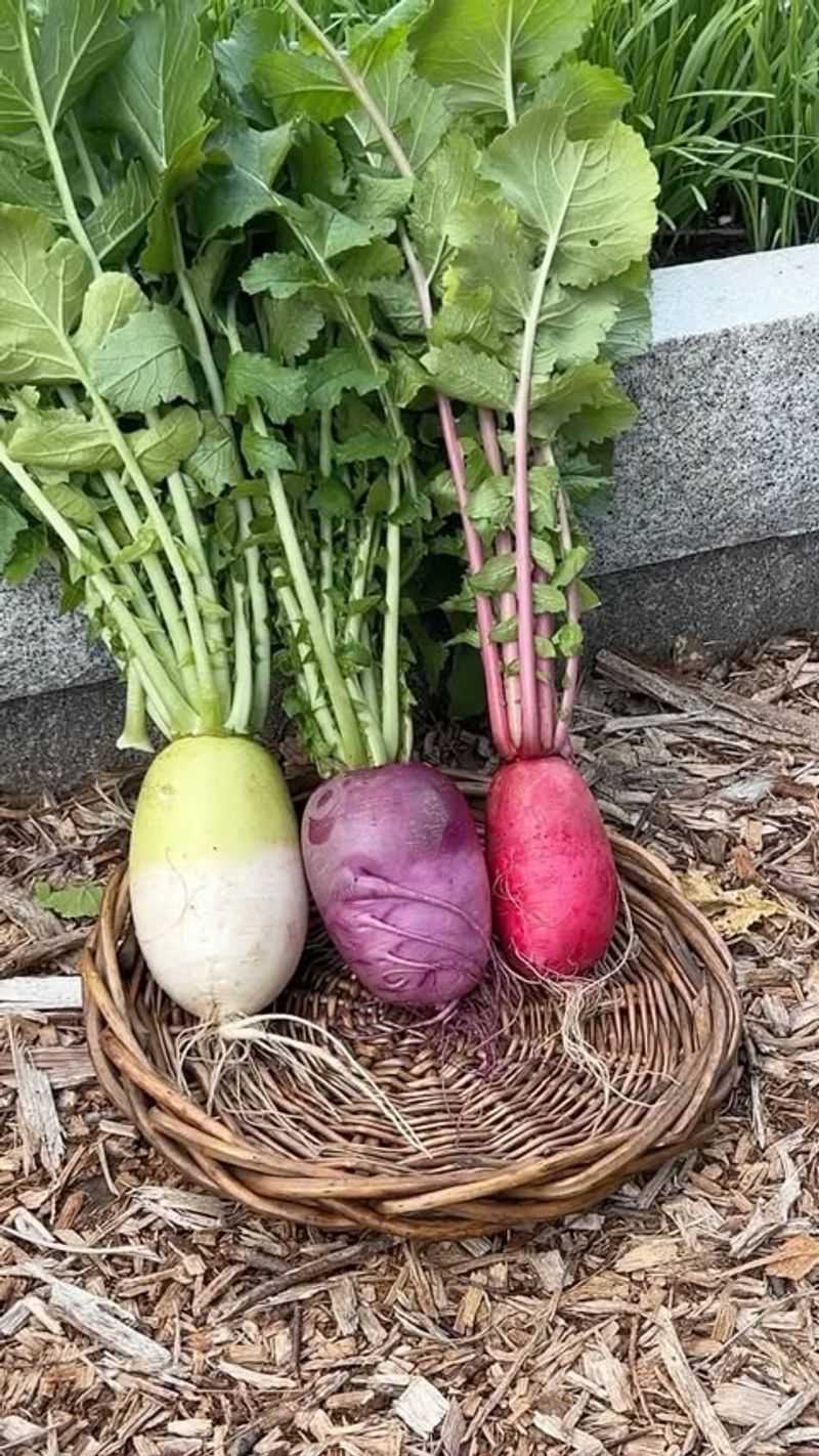 Radishes