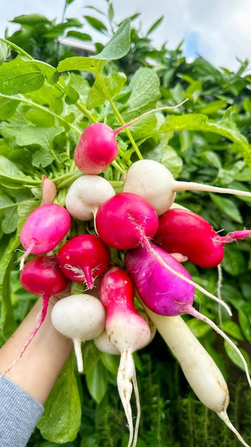 Radishes