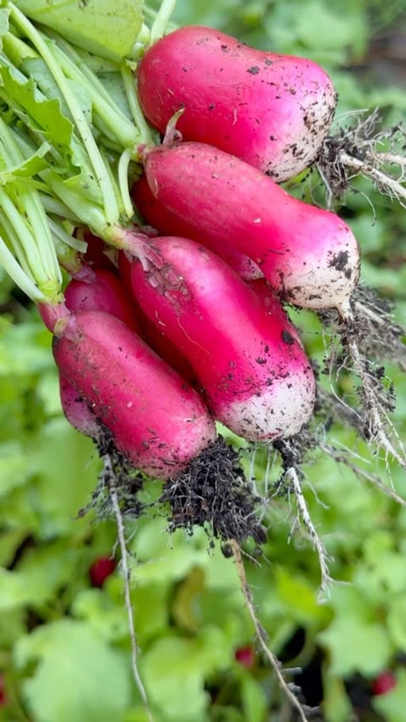 Radishes