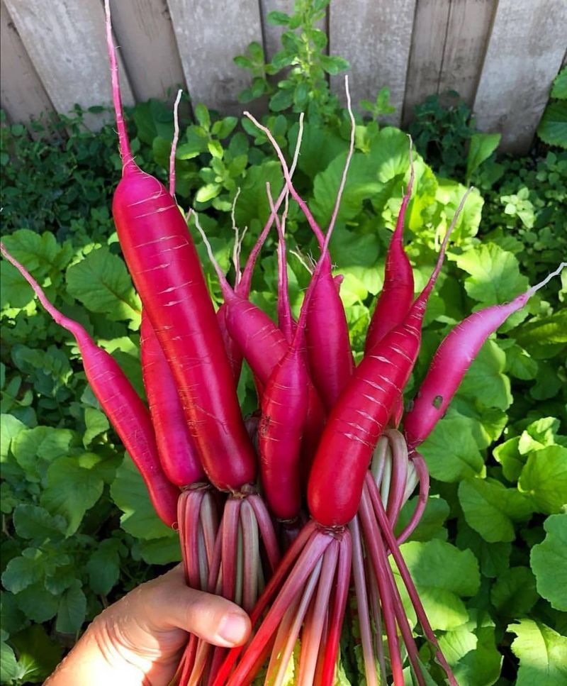 Radishes