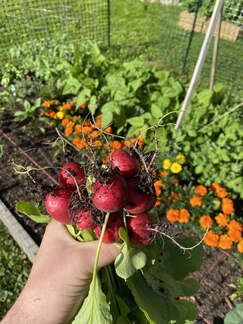 Radishes and Cucumbers