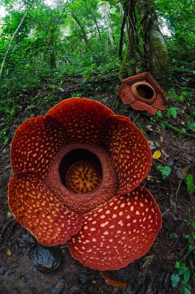 Rafflesia Arnoldii