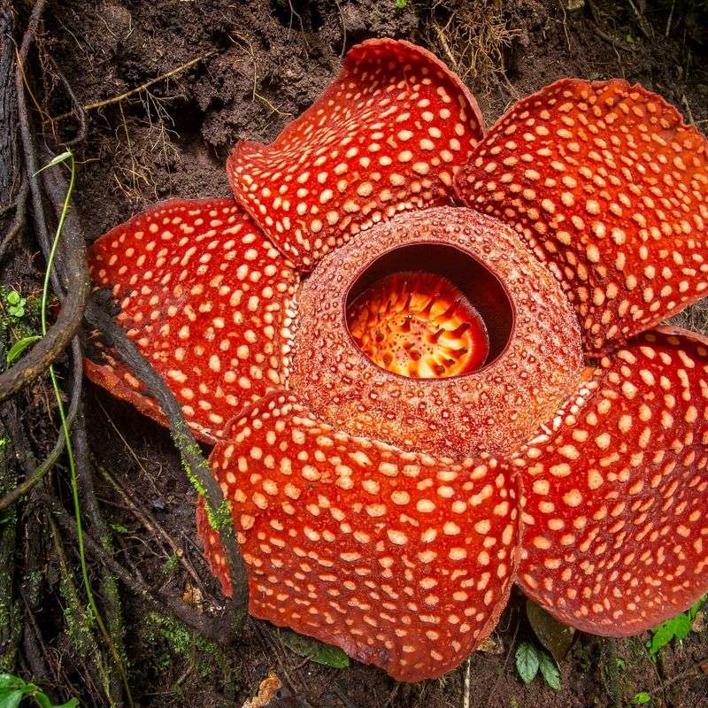 Rafflesia Arnoldii