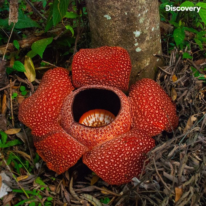 Rafflesia arnoldii