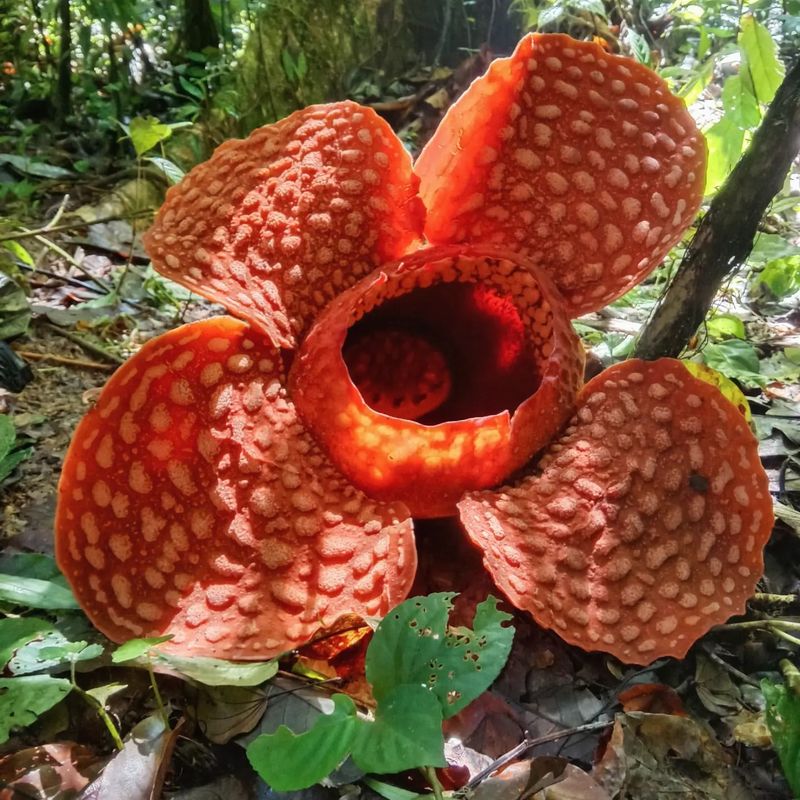 Rafflesia