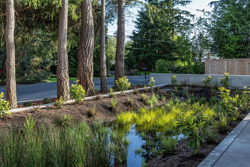 Rain Garden