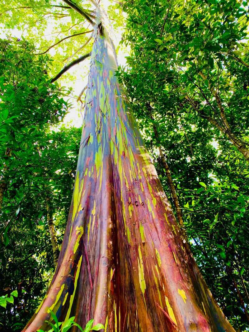 Rainbow Eucalyptus