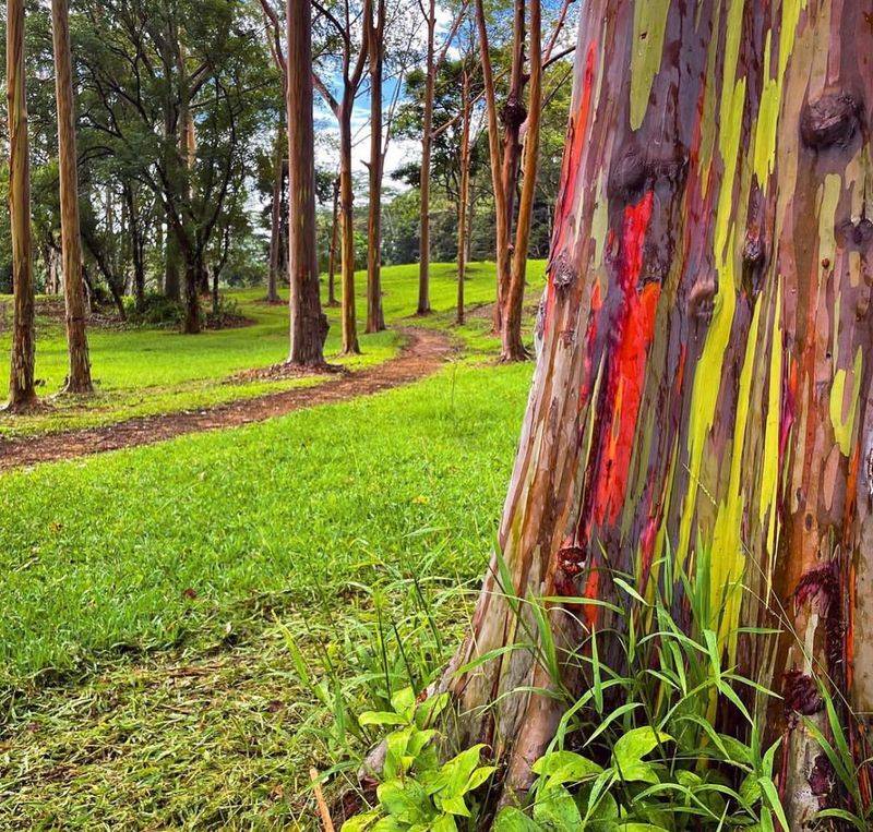 Rainbow Eucalyptus of Hawaii