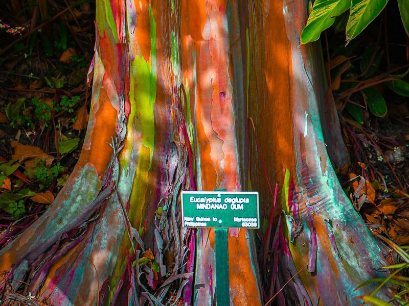 Rainbow Eucalyptus