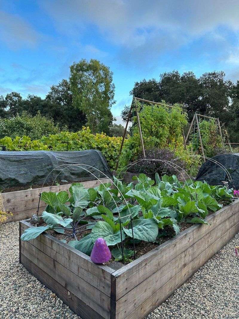 Raised Bed Gardening