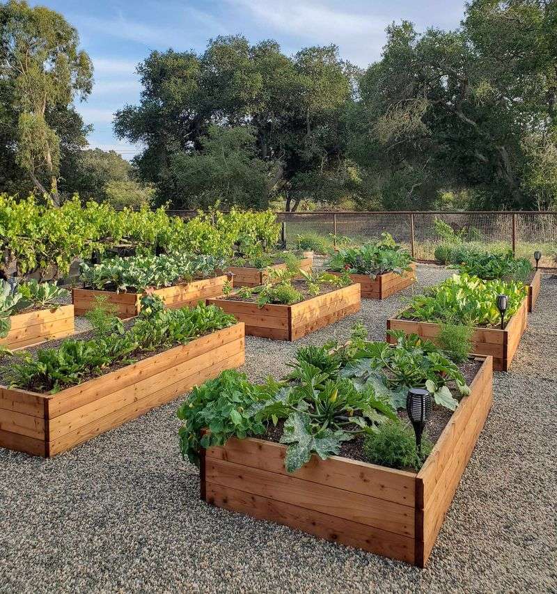 Raised Bed Gardening