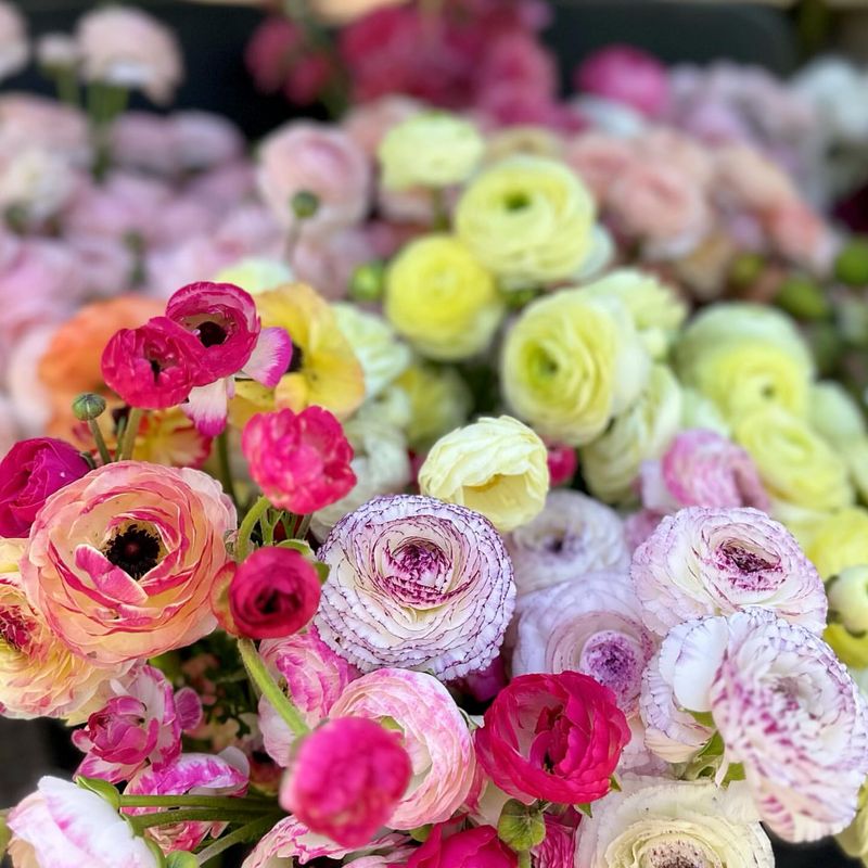 Ranunculus