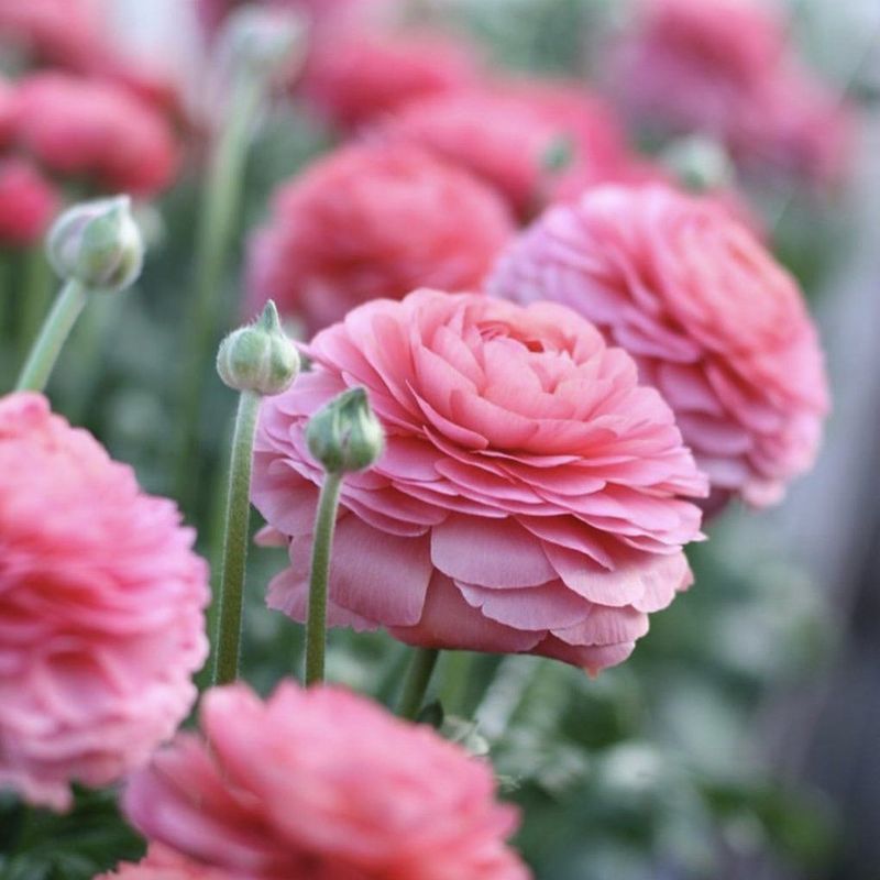 Ranunculus