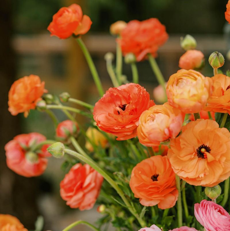 Ranunculus