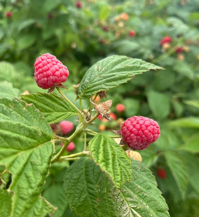 Raspberries