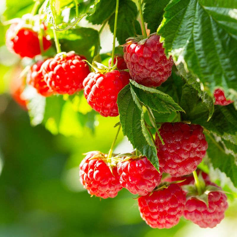 Raspberries