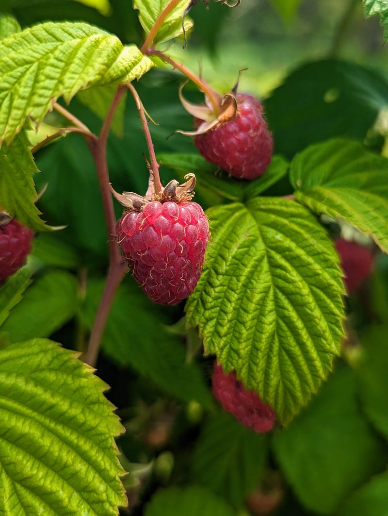 Raspberries