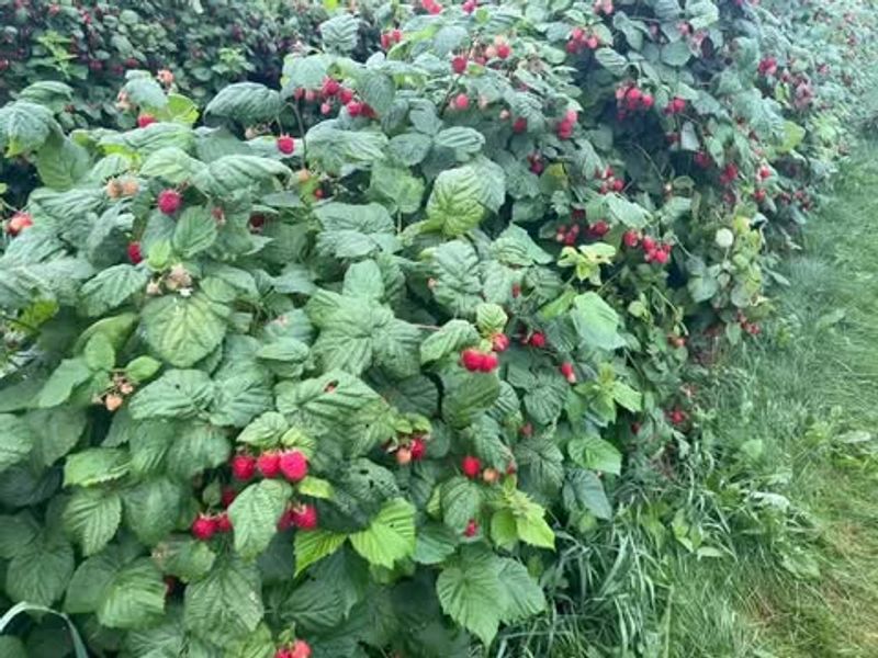 Raspberry Shrub