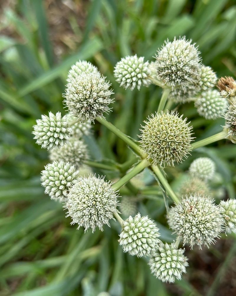 Rattlesnake Master