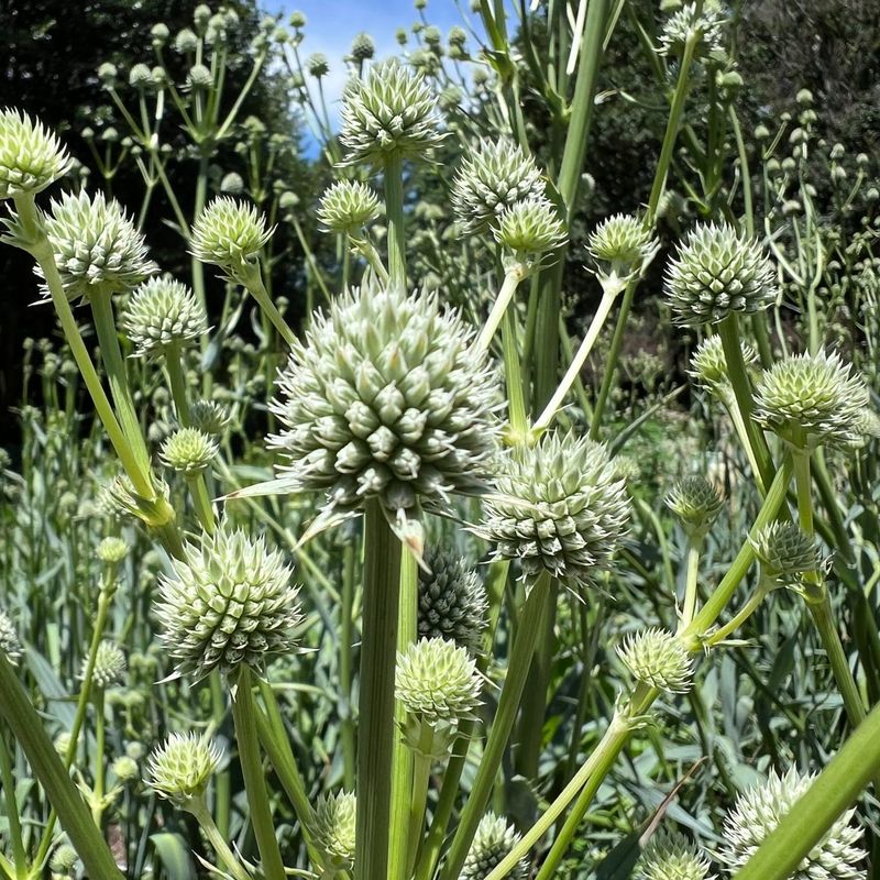 Rattlesnake Master (Eryngium yuccifolium)