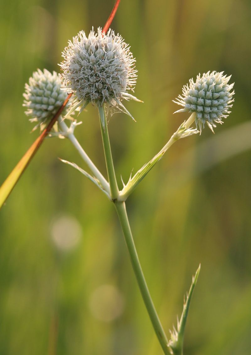 Rattlesnake Master