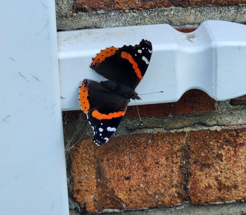 Red Admiral Butterfly