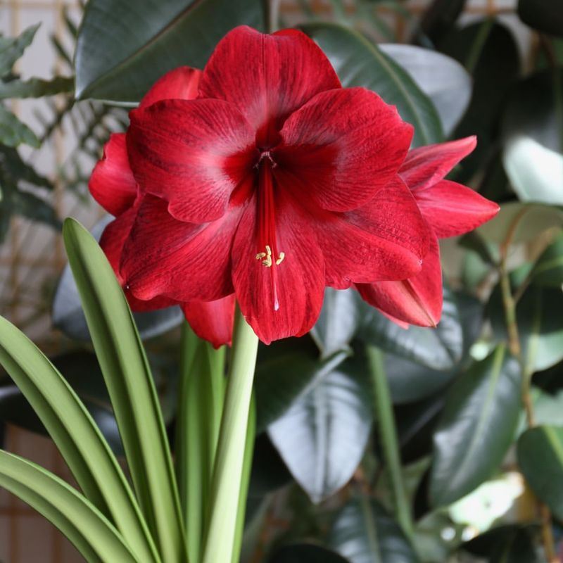 Red Amaryllis