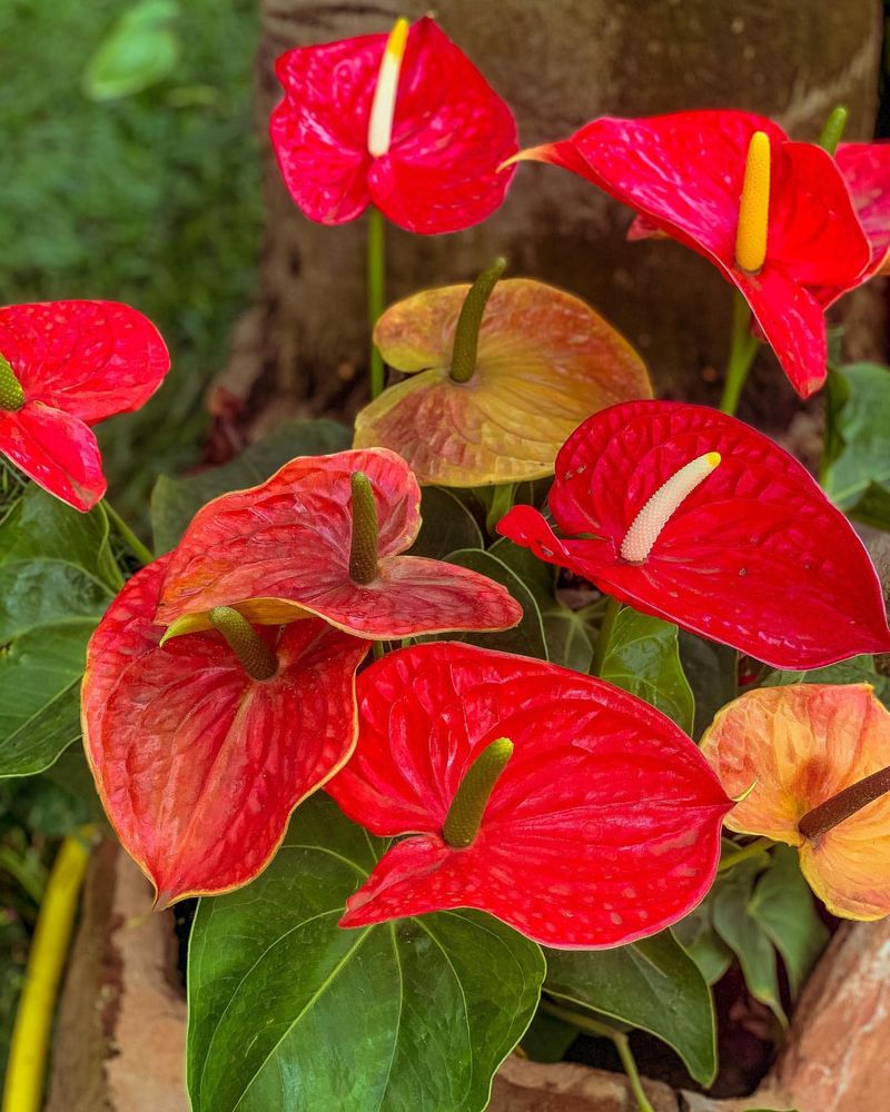 Red Anthurium