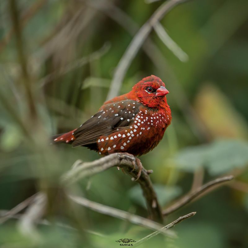 Red Avadavat