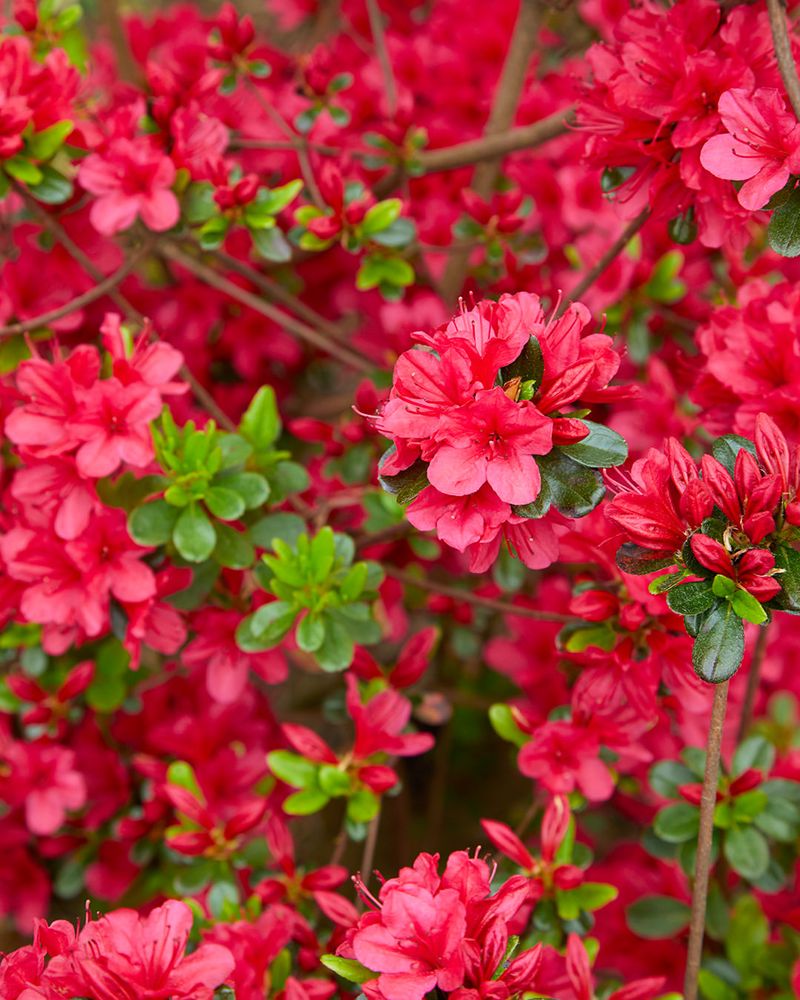 Red Azalea