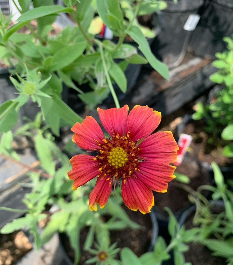 Red Blanketflower