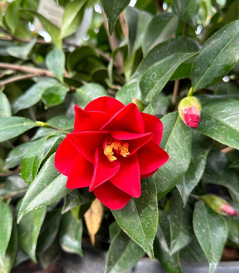 Red Camellia