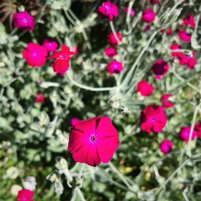 Red Campion