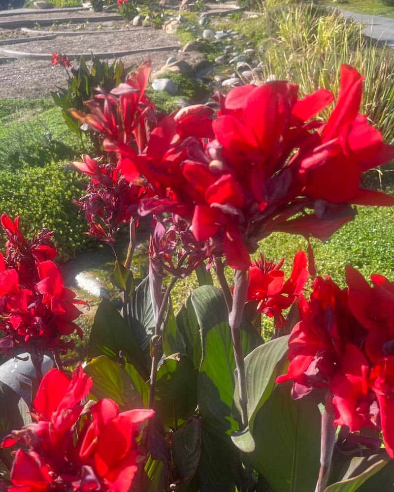 Red Canna Lily